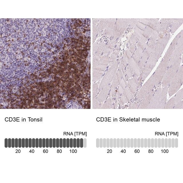 Monoclonal Anti-CD3E antibody produced in mouse