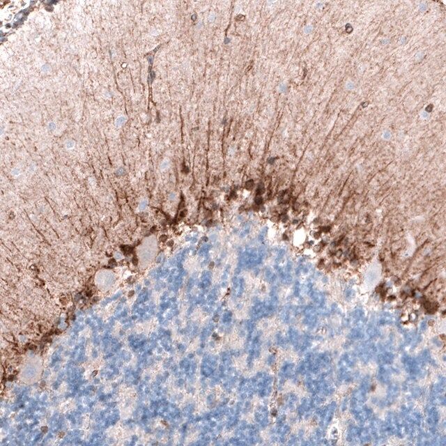 Monoclonal Anti-CLIP1 antibody produced in mouse
