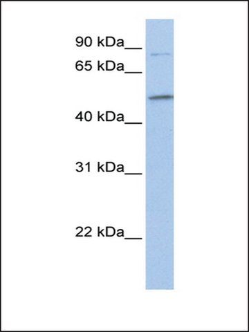 Anti-FAM20C (AB2) antibody produced in rabbit