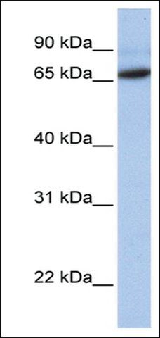 Anti-FOXO1 (AB2) antibody produced in rabbit