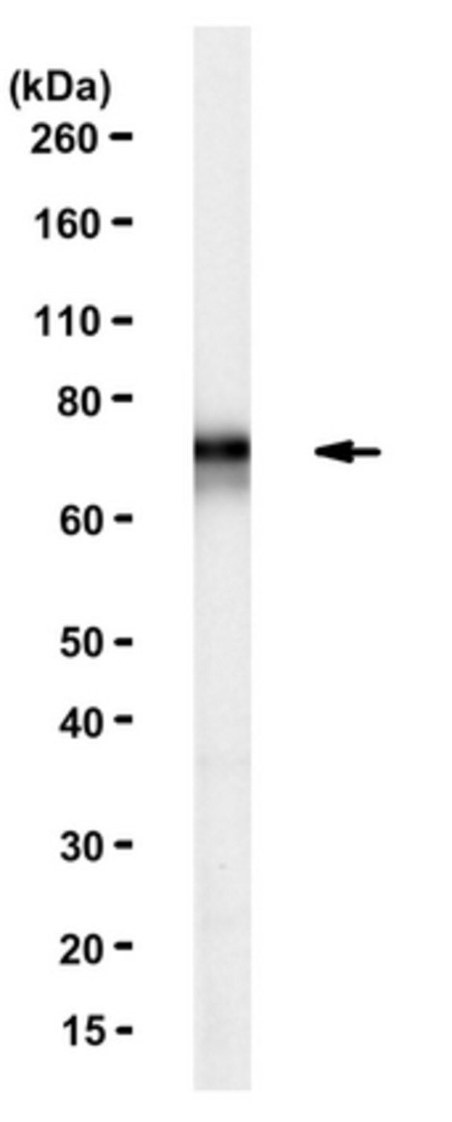 Anti-FMR1 Antibody, clone 1F1