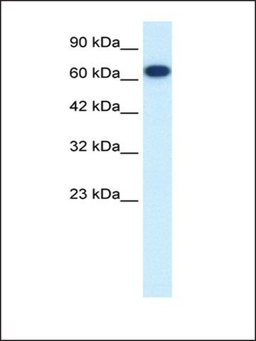 Anti-FLJ37300 antibody produced in rabbit