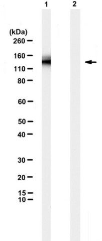 Anti-EGFRvIII mutation Antibody, clone L8A4