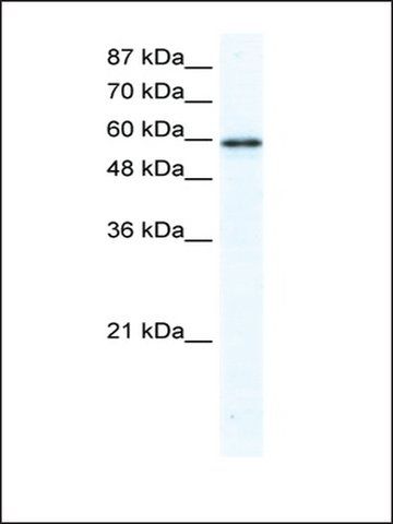 Anti-G3BP antibody produced in rabbit