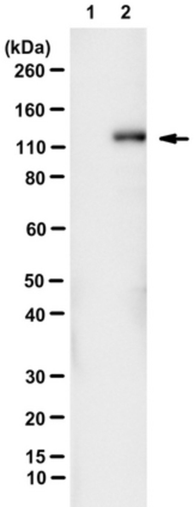 Anti-FAM83B Antibody, clone 7D11