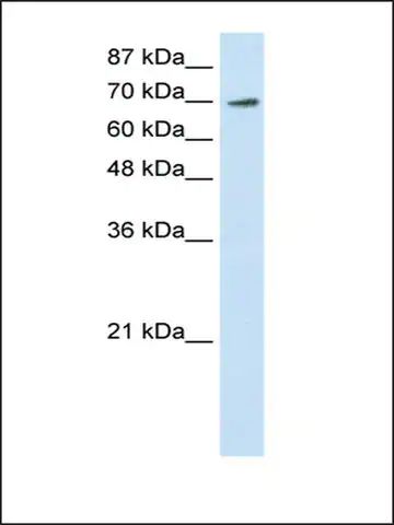 Anti-ELF4 (AB1) antibody produced in rabbit
