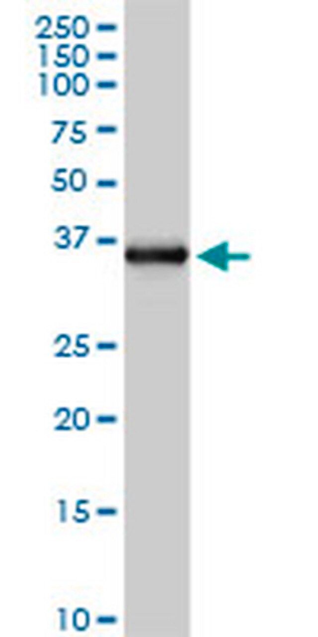 Anti-FCN2 Rabbit pAb