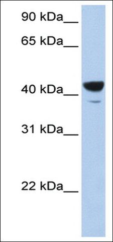 Anti-ELF3 (AB1) antibody produced in rabbit
