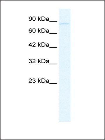 Anti-GRIK2 (AB1) antibody produced in rabbit