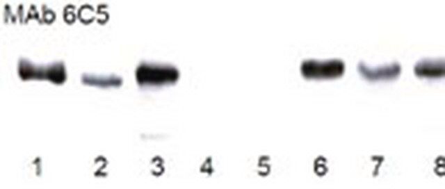 Anti-GAPDH Mouse mAb (6C5)