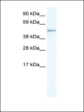 Anti-FOXI1 (AB2) antibody produced in rabbit