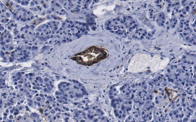 Anti-HPd2 Antibody, clone DHIC3-5H10