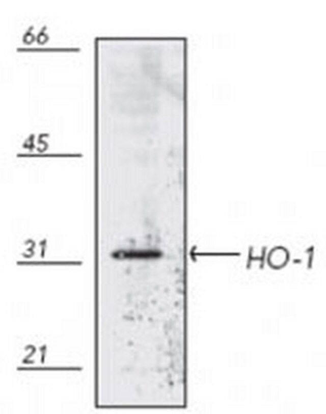 Anti-Heme Oxygenase-1 Mouse mAb (HO-1-1)