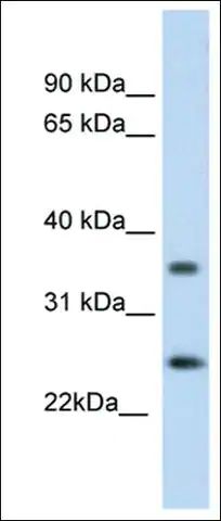 Anti-FADD (AB2) antibody produced in rabbit