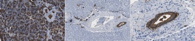 Anti-HPd3 Antibody, clone DHIC5-4D9