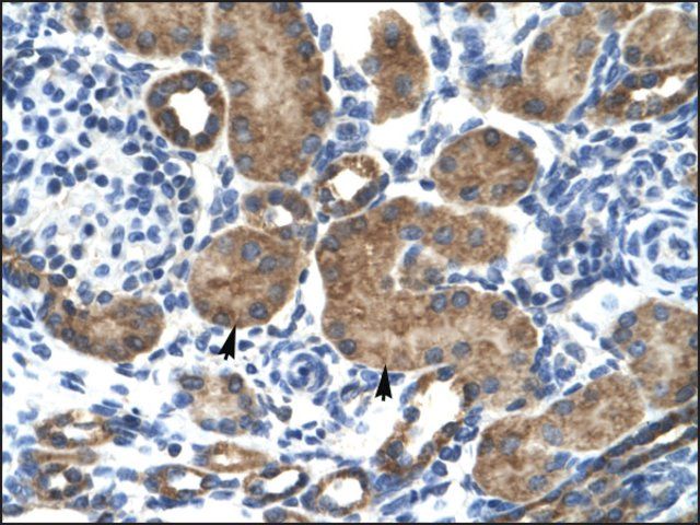 Anti-GRIK2 (AB2) antibody produced in rabbit