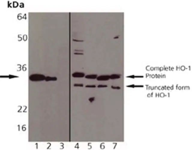 Anti-Heme Oxygenase-1 (1-30) Rabbit pAb