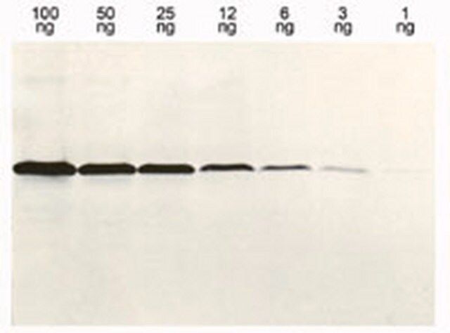 Anti-Histidine-Tagged Protein Mouse mAb (13/45/31/2)