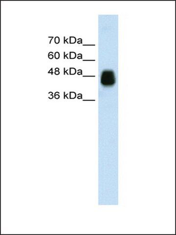 Anti-HOMER1 (AB2) antibody produced in rabbit