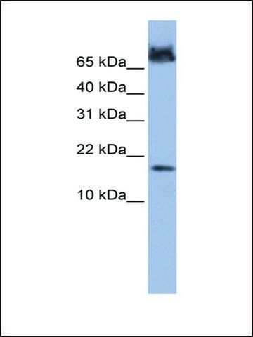 Anti-FUNDC1 (AB1) antibody produced in rabbit