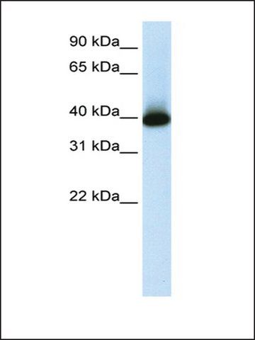 Anti-GSH2 antibody produced in rabbit
