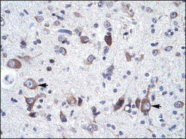 Anti-FREQ antibody produced in rabbit