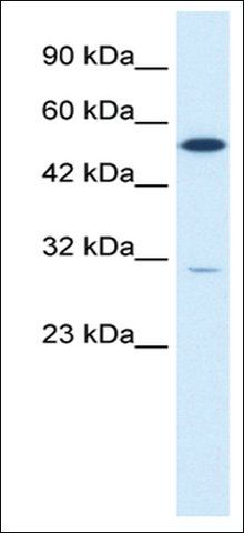 Anti-HNF4G (AB1) antibody produced in rabbit