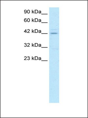 Anti-HOXA10 (AB2) antibody produced in rabbit