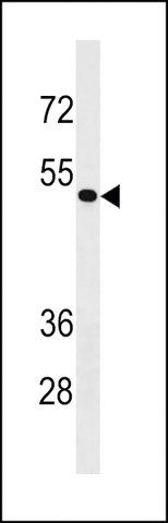 ANTI-ZNF733 (CENTER) antibody produced in rabbit