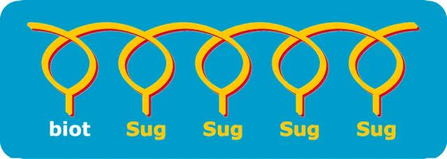 3-suGalβ-C3-PAA-biot