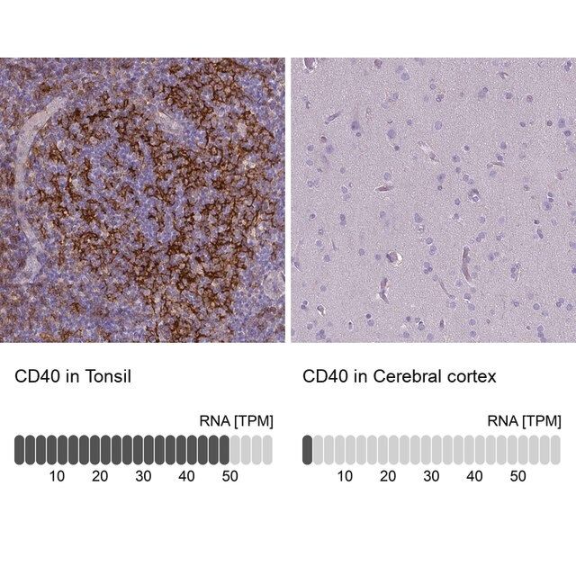 Monoclonal Anti-CD40 antibody produced in mouse