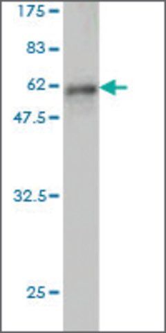 Monoclonal Anti-EPHA7 antibody produced in mouse