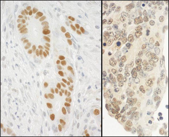 Rabbit anti-PCNA Antibody, Affinity Purified