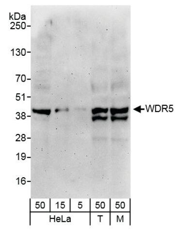 Rabbit anti-WDR5 Antibody, Affinity Purified