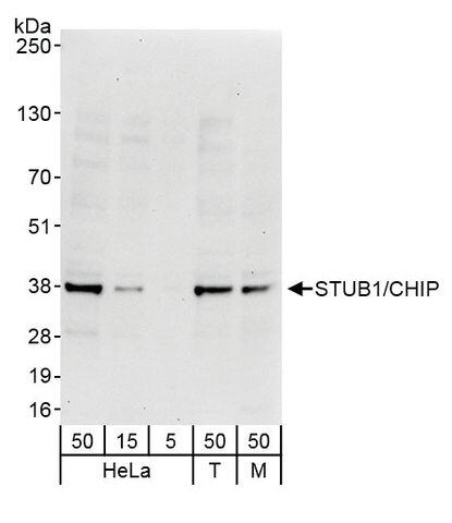 Rabbit anti-STUB1/CHIP Antibody, Affinity Purified