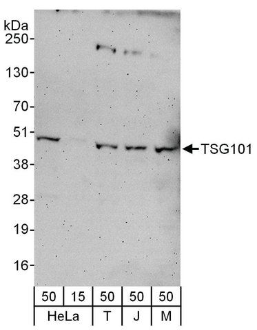 Rabbit anti-TSG101 Antibody, Affinity Purified