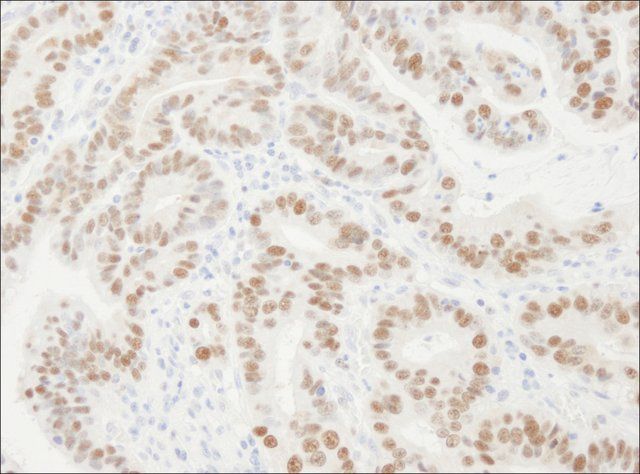Rabbit anti-PCNA Antibody, Affinity Purified