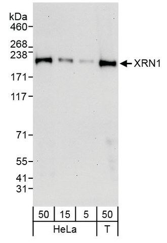 Rabbit anti-XRN1 Antibody, Affinity Purified