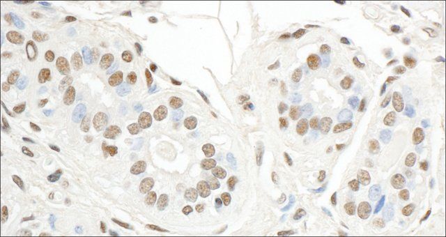 Rabbit anti-Sp1 Antibody, Affinity Purified