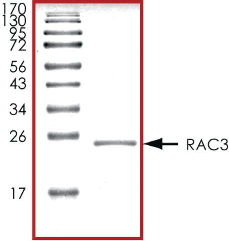 RAC3, His tagged human