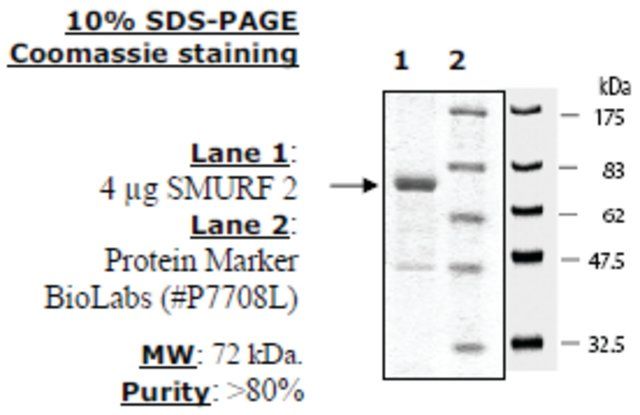 SMURF2 Active human