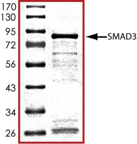 SMAD3, GST tagged human