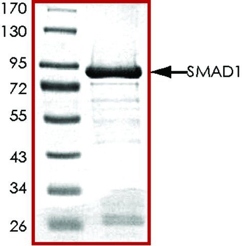 SMAD1, GST tagged human
