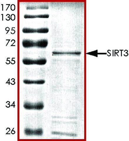 SIRT3, active, GST tagged human