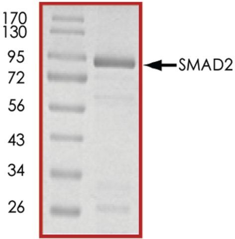 SMAD2, GST tagged human