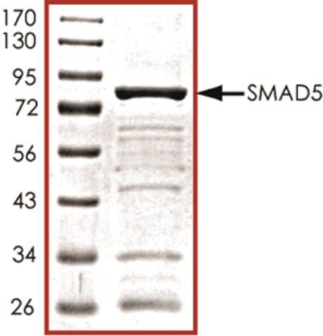 SMAD5, GST tagged human