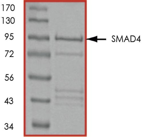 SMAD4, GST tagged human