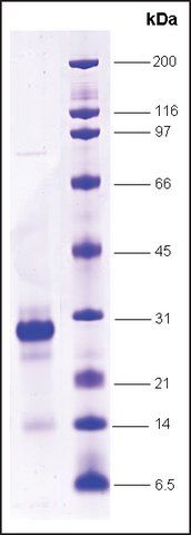SRC1 (627-786),His tagged human