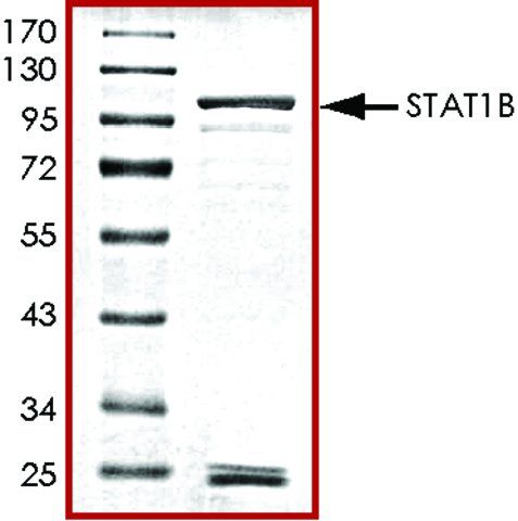 STAT1 β, GST tagged human