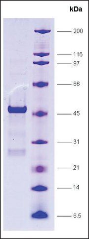 SRC1, receptor interaction domain (627-786), GST tagged human